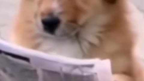 Watch and TRY NOT TO LAUGH Funny dog videos 2024