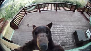 Troublemaking Bear Paws At New Security Camera