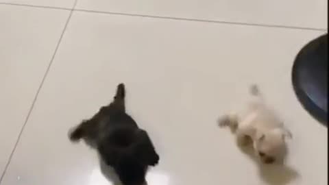 the puppys crawling