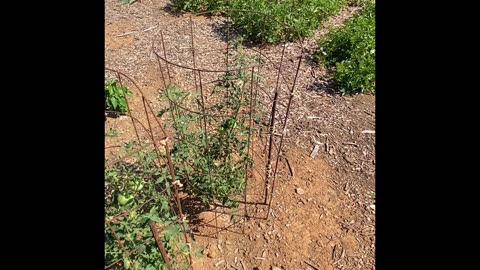 Best Tomato Cage you can buy or make yourself