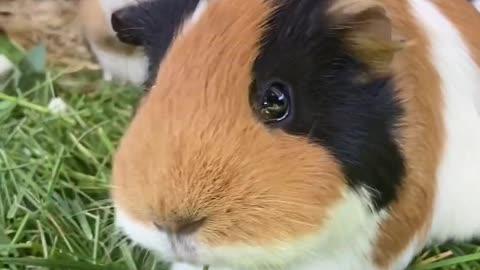 🐹Cute movements of eating ( Guinea pigs ) 🐹🐹🐹