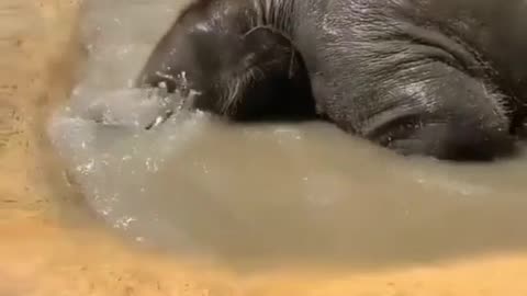 The baby elephant takes a bath 🥰🤗❤️❤️