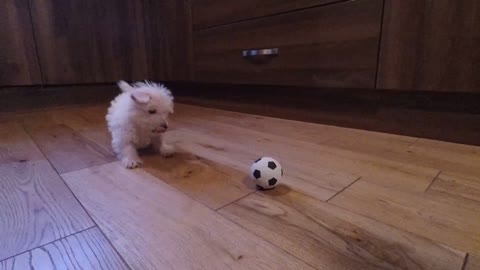 Cachorro de Westie y su épico rato de juego con una mini pelota de fútbol