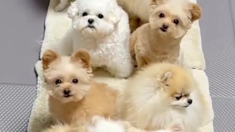 Cute little dogs looking at the camera with surprising and funny movements