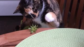 Cat plays with strawberry leaves