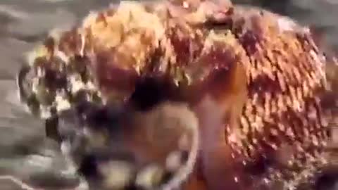 Octopus that walks on three legs