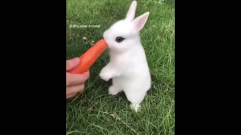 Best Funny Animal Videos of the year 2024, funniest animals ever relax with cute animals video