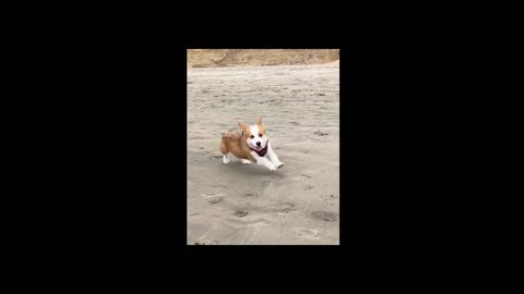 Cute Corgi Running Happily on Sand Beach