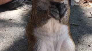 Brown squirrel eats nuts and blueberries out of plastic box