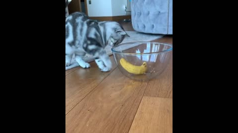 Cat wants to play with banana?