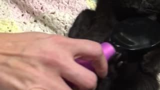 Brushing belly of black cat