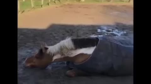 Cute And funny horse Videos Compilation cute moment of the horses Soo Cute! #6