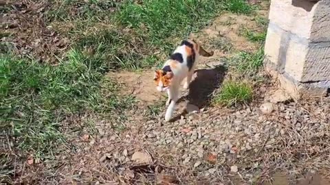 The Cat drinks Water with appetite. Beautiful and cute cat #catvideos #meowing