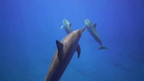 Dolphins in open sea