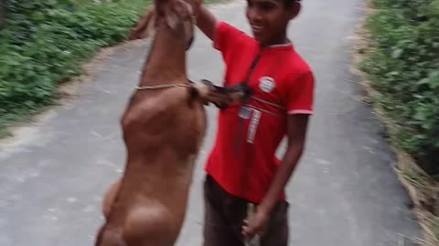 Goat like a huski and fun with owner toddler