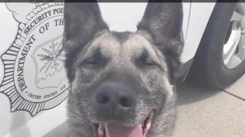 The happy police dog during work
