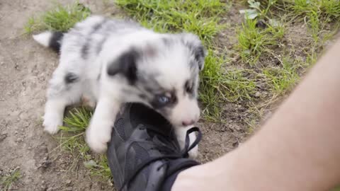 A cute little puppy plays with a man's shoelace - closeup