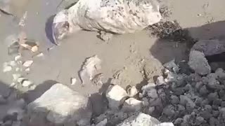 Baby seal sunbathing at the beach 😊
