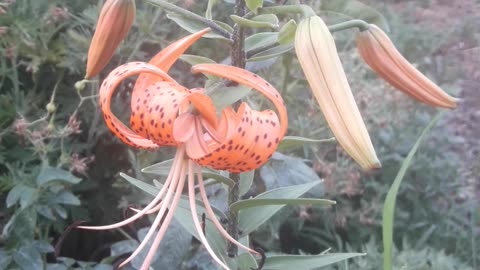 Tiger lily bloomed
