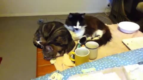 Kitty Friends and Aunt Louise's Quilt