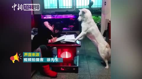 Father trains dog to "supervise" daughter doing homework