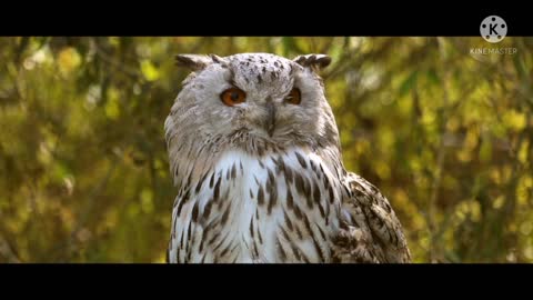 Owl and a small bird