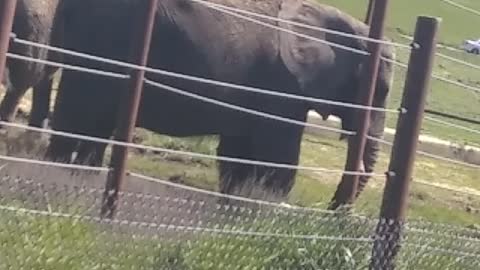 Elephants eating