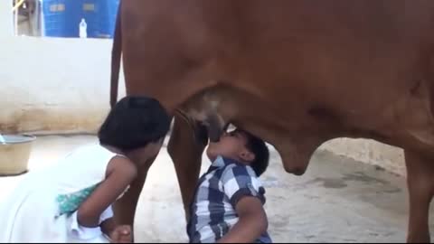 Kids drinking fresh milk from Indian cow breast