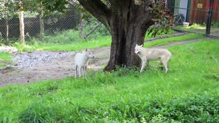 Female Wolf Finds A Friend