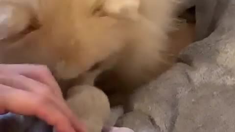 Cute puppy eating milk