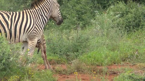 The Journey of a newborn Zebra