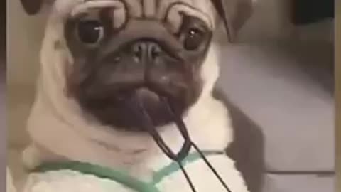 Cute Dog