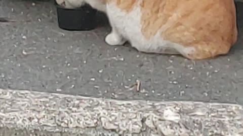 Street cat eating hungry