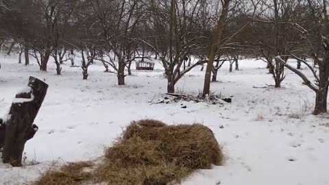 Cows Roll out the hay