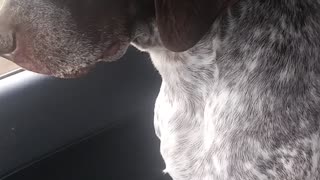 Wait for it..... German Shorthaired Pointer sleeping in car