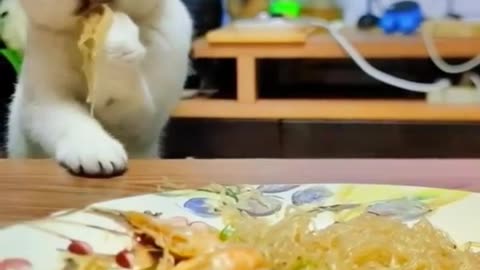 cat grabs some people food