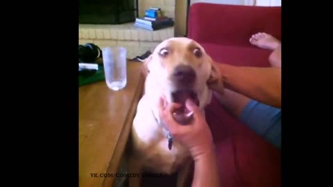 dog screaming