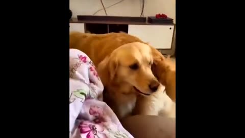 Funniest Animals 2024 - Best Funny Cats and Dogs 🤣🐶