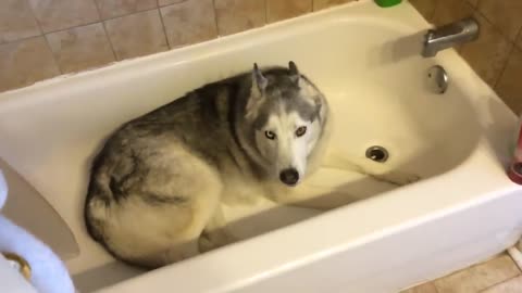 Siberian Husky temper tantrum