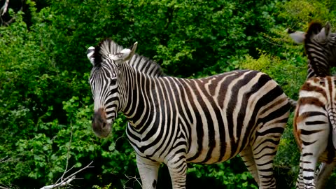 See a group of zebras. High accuracy