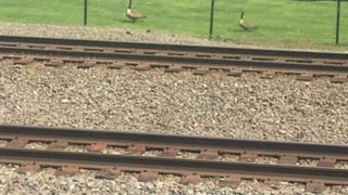 Geese Family At Train Tracks
