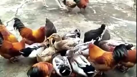 Funny Animal Fight