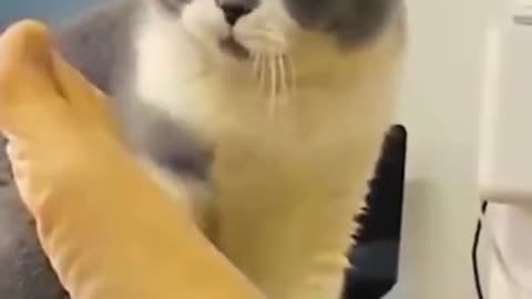 FUNNY ANIMALS VIDEOS TRY NOT TO LAUGH🤣|FUNNY CATS|FUNNY DOGS|FUNNY ANIMALS