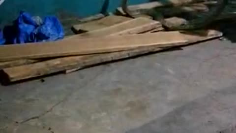Tactful rescuer gently catches King Cobra in Indian home