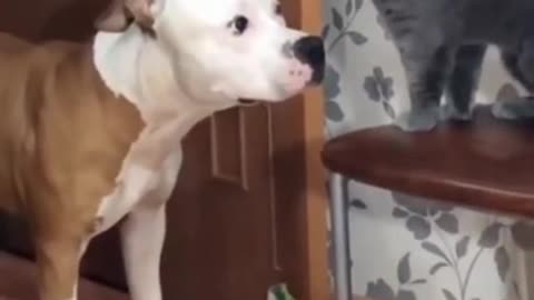 Very patient dog gets spanked trying to make friends with the cat😁