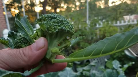 Harvesting Broccoli Side Shoots 7-12-2022