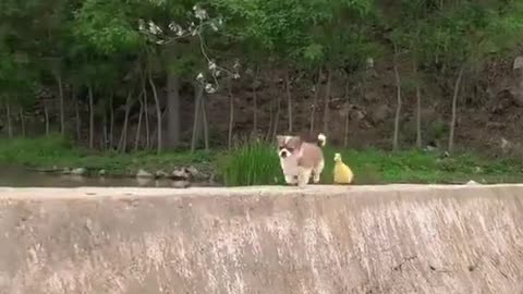 Puppy and Duckling Friendship