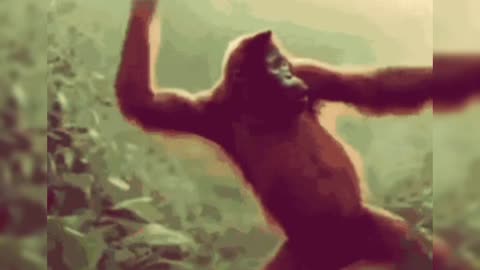 Monkey Dance Funny Videos