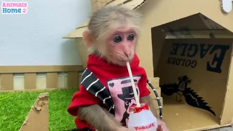 Baby monkey BiBi doing shopping in Candy store and eat it with her friends