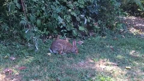 A Seven Second Video of a Wild Bunny!